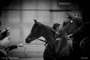 Fieracavalli 2015 10