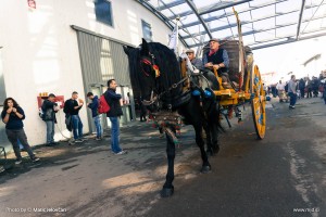 Fieracavalli 2015 12