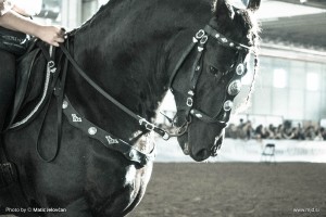 Fieracavalli 2015 8
