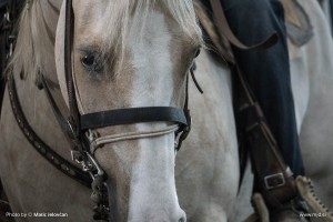 Fieracavalli 2015 22