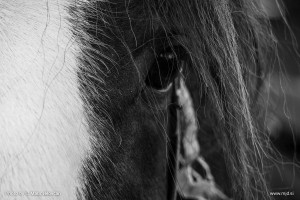 Fieracavalli 2015 29