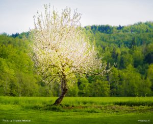 Spring Church Retreat | Matic Jelovčan Design